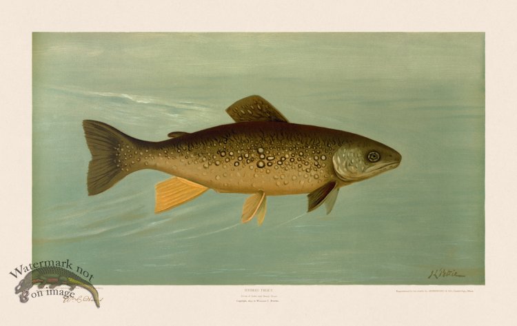 (image for) Splake or Hybrid Trout