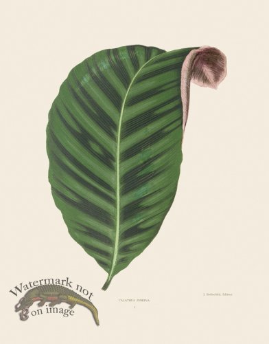 (image for) Lowe Leaves 001