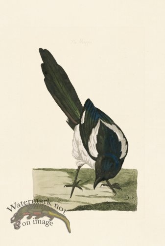 (image for) Pennant Zoology 087