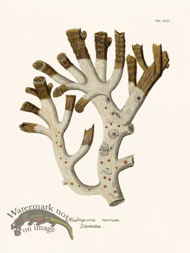 (image for) Esper Coral 024