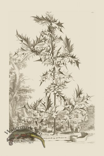 (image for) Abraham Munting 038