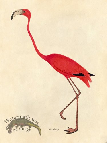 Pink Flamingo - Tribute Bd 02