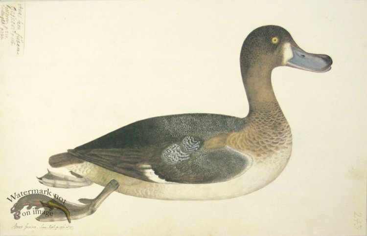 (image for) 243 Swedish Birds . Anas Ferina, Common Pochard