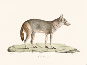 Cuvier 175 Chacal male