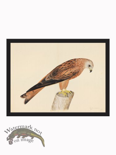 (image for) Rudbeck CFA_BF 12 Honey Buzzard