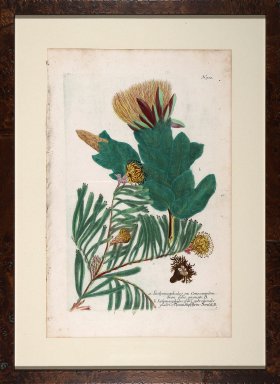 Weinmann Floated Burl 726 08