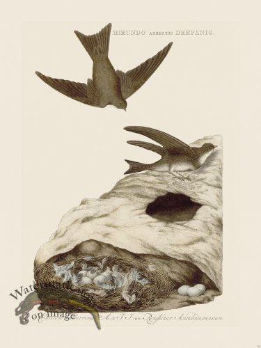 (image for) Nozeman Bird 163