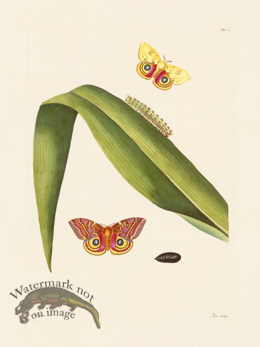 (image for) Abbot Butterfly 049