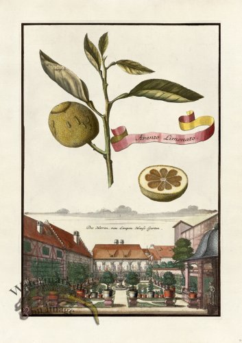 (image for) Volckamer 070