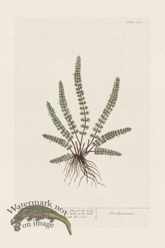 (image for) BEE 370 English MaidenHair