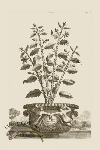 (image for) Abraham Munting 049