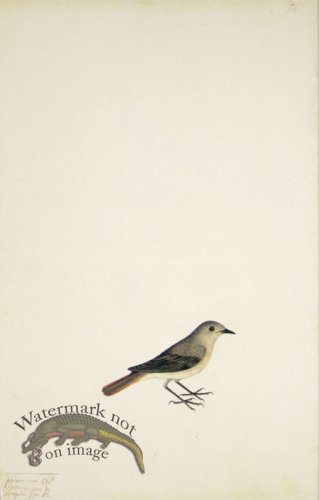68 Swedish Birds . Motacilla Phoenicurus, Common Redstart