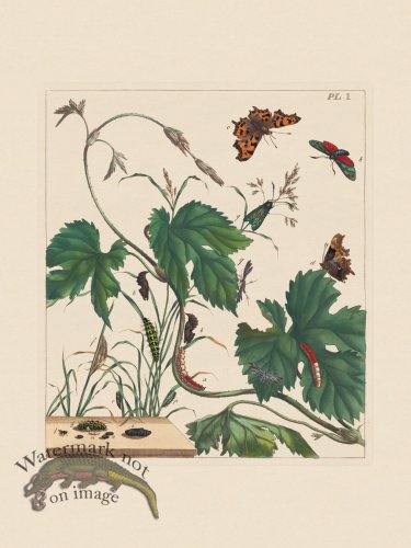 (image for) Moses Harris Insects 01