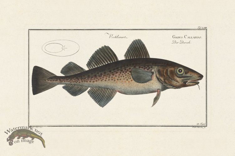 (image for) BLOCH FISH 063