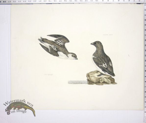 (image for) Little Auk, Summer & Winter Plumage