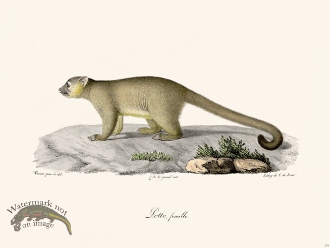 (image for) Cuvier 378 Female Lotto