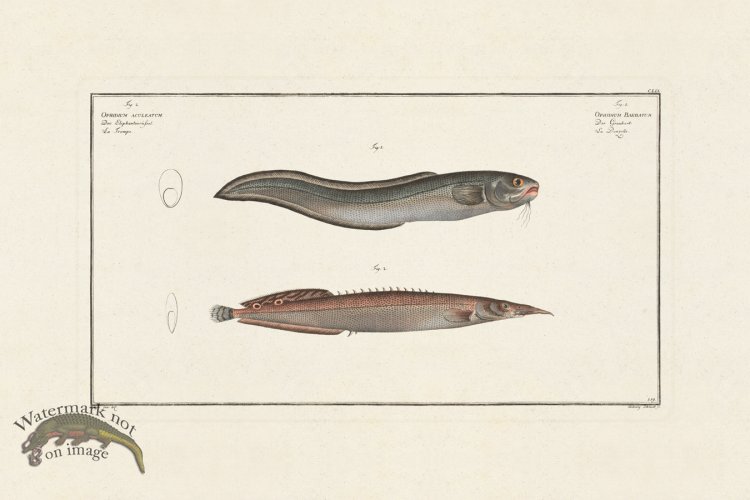 (image for) BLOCH FISH 159