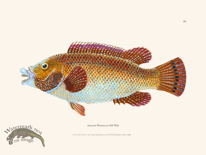 (image for) 024 Ancient Wrasse or Old Wife