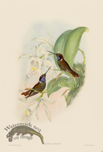 (image for) Gould Hummingbird 258