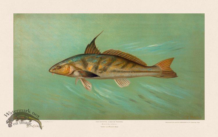 (image for) Kingfish