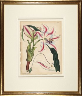 Andrews Botanicals in Gold Frame 01