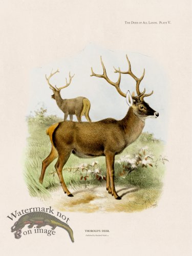 (image for) Lydekker Deer 05
