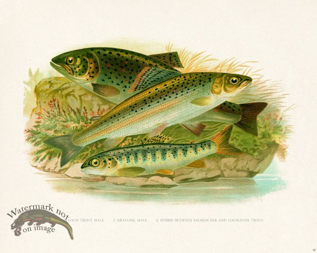 (image for) British FW 48