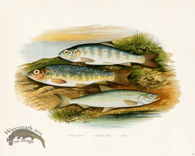 (image for) British FW 36