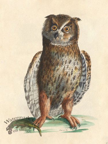 (image for) Long-eared Owl - Tribute Bd 67 M