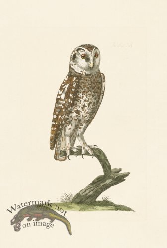 (image for) Pennant Zoology 125