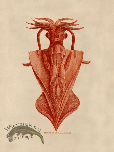 (image for) Octopus Orange 33