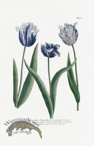 Blue Weinmann Pl 988