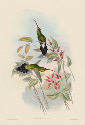 (image for) Gould Hummingbird 027