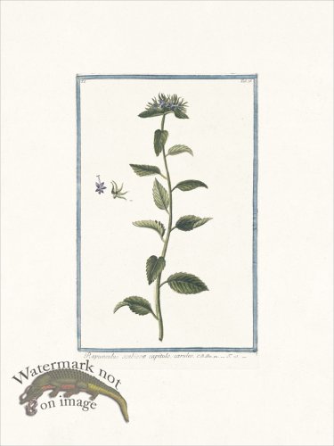 (image for) Bonelli 076 Rapunchulus