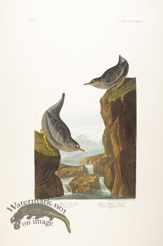 Columbian Water Ouzel