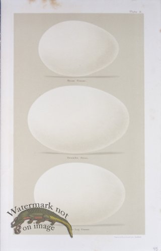 (image for) Seebohm Eggs 27