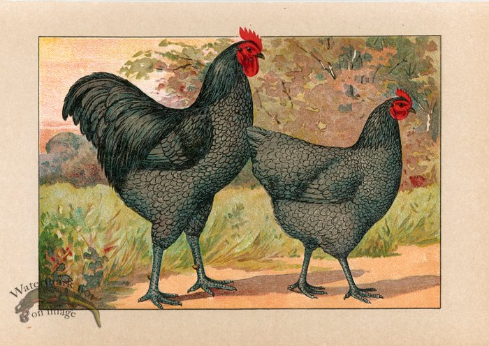 (image for) Chicken 53