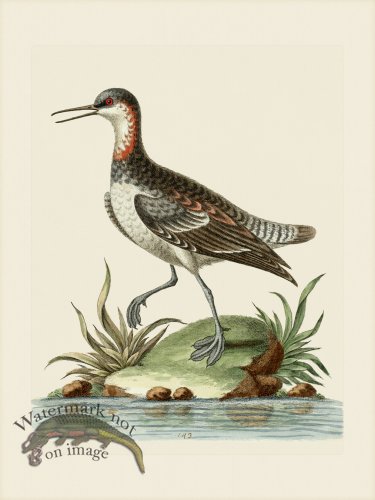 (image for) Edwards 143 Cock Coot-footed Tringa