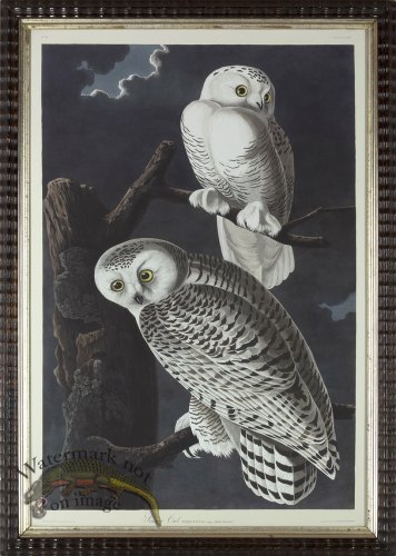 (image for) Snowy Owl AF_4_8