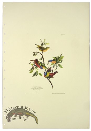 (image for) Painted Bunting L.E.