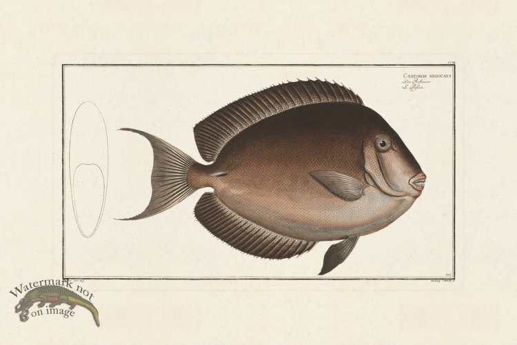 (image for) BLOCH FISH 203