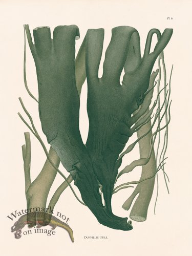 (image for) Oceanie 06