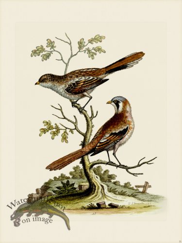 (image for) Edwards 055 Least Butcher-Bird