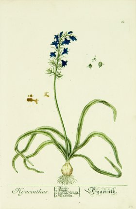 Blackwell German 120