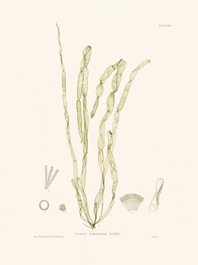 Bradbury Seaweed 153