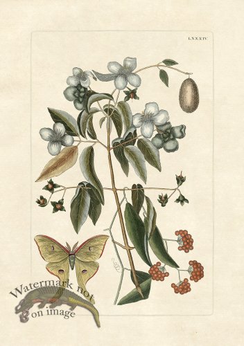 (image for) Olden Butterfly 84