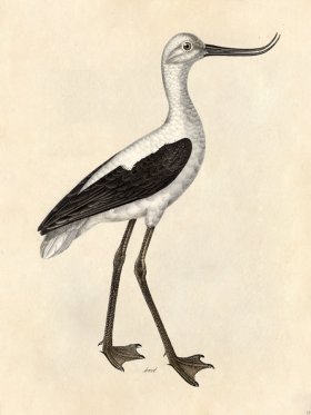 Avocet - Tribute Bd 15