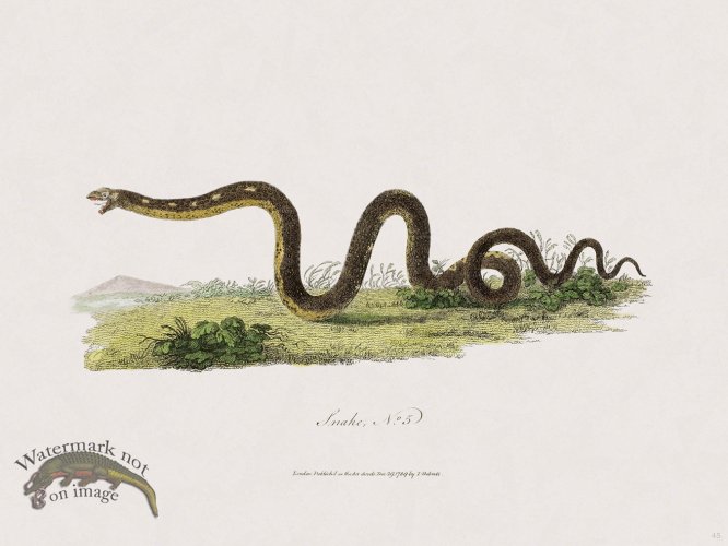 (image for) 45 New Holland Caffowary