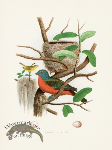 (image for) Thomas Gentry Bird 22