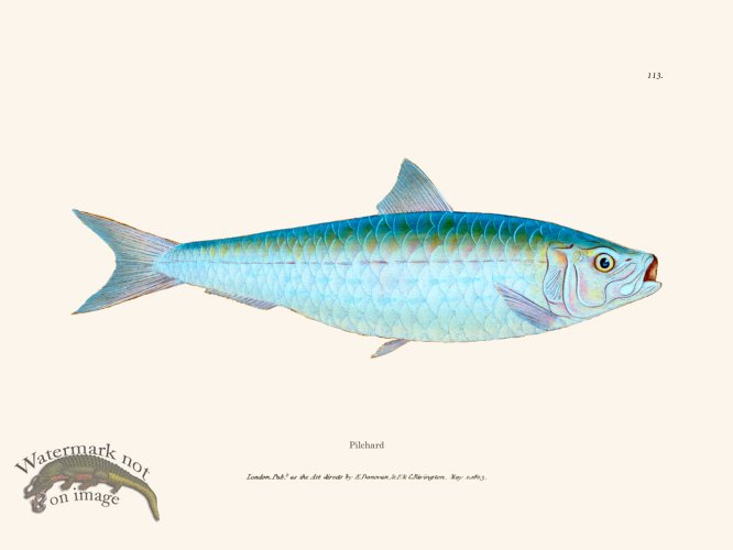 (image for) 113 Pilchard